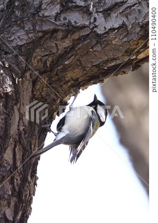 Tit searching for insects hiding in tree trunks Tit searching for insects hiding in tree trunks 110490400