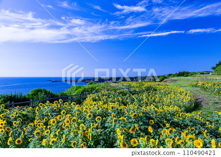 [Niigata Prefecture_Sado Island] Blue sea, blue sky and sunflowers in midsummer July August 110490421