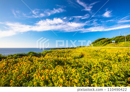 [Niigata Prefecture_Sado Island] Blue sea, blue sky and sunflowers in midsummer July August 110490422
