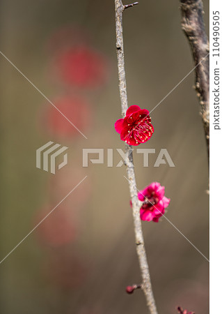 White snow blooms dignifiedly with a single flower on a plum twig. White snow blooms dignifiedly with a single flower on a plum twig. 110490505