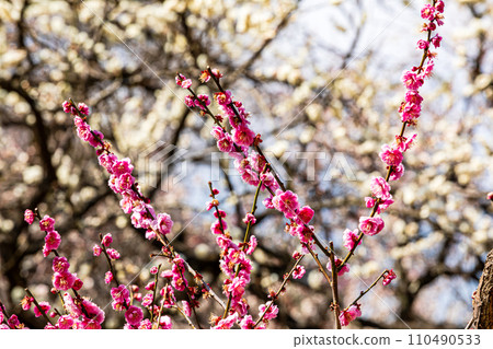 White snow blooms dignifiedly with a single flower on a plum twig. 110490533