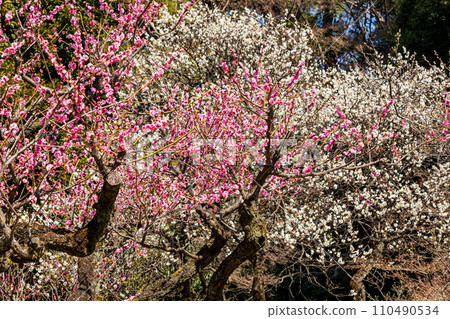 White snow blooms dignifiedly with a single flower on a plum twig. 110490534