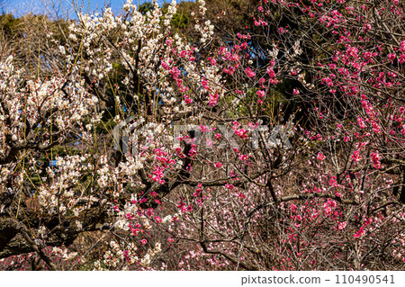 White snow blooms dignifiedly with a single flower on a plum twig. White snow blooms dignifiedly with a single flower on a plum twig. 110490541