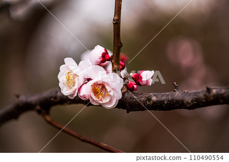 白雪端莊地綻放，一朵花開在梅枝上。 110490554
