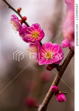 白雪端莊地綻放,一朵花開在梅枝上。 白雪端莊地綻放,一朵花開在梅枝上。 110490567