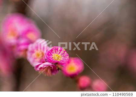 White snow blooms dignifiedly with a single flower on a plum twig. White snow blooms dignifiedly with a single flower on a plum twig. 110490569