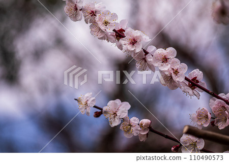 白雪端莊地綻放,一朵花開在梅枝上。 白雪端莊地綻放,一朵花開在梅枝上。 110490573