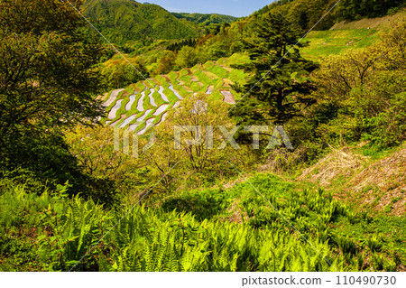 [新潟縣、佐渡、小倉千枚田] 千枚田殘留在陡坡上 5月 110490730