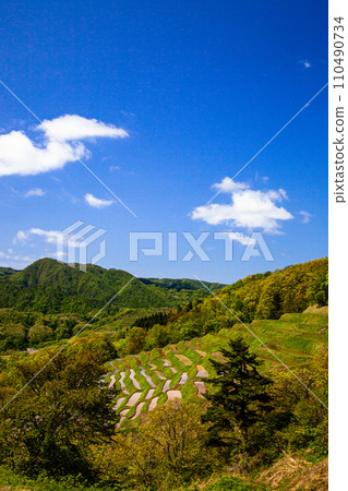 [新潟縣、佐渡、小倉千枚田] 千枚田殘留在陡坡上 5月 110490734
