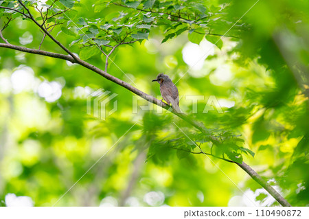 一隻鵯棲息在樹枝上,環顧四周。 一隻鵯棲息在樹枝上,環顧四周。 110490872