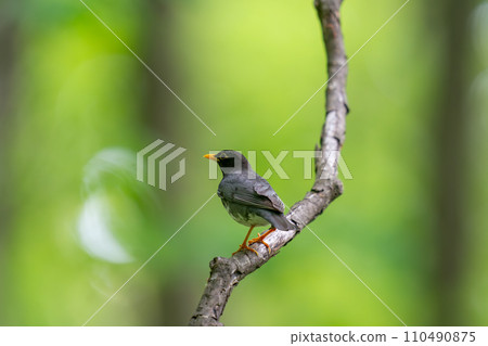 A black thrush resting its wings on a tree branch A black thrush resting its wings on a tree branch 110490875