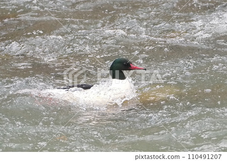 Male merganser searching for food in rapids Male merganser searching for food in rapids 110491207