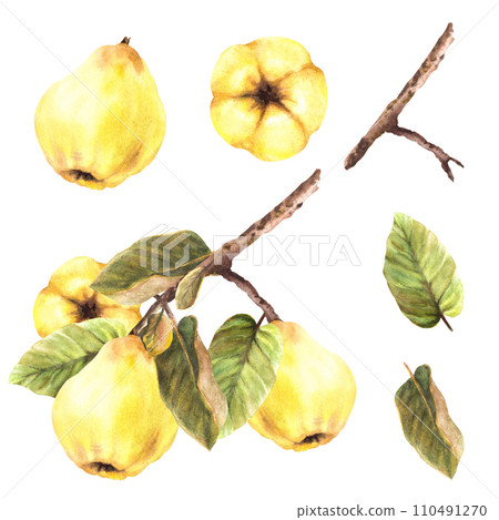 Hand painted watercolor fruit plant set with yellow quince whole fruits with leaves hanging on a branch. Clipart illustration for your sticker, logo, food or drink label. Isolated on white background. 110491270