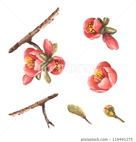 Watercolor hand drawn set. Branch of flowers, buds and leaves of quince, apple or Japanese pear, branch tree, spring blooming Plant clipart illustration for stickers, labels Isolated white background. 110491275