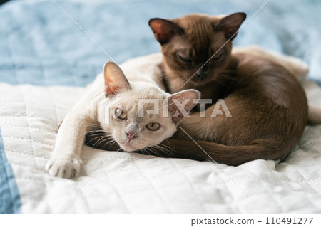two Burmese kittens, beige and brown 110491277