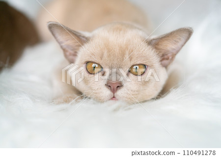 beige burmese kitten sits on a chair at home beige burmese kitten sits on a chair at home 110491278