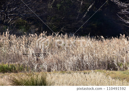芒草 芒草 110491592