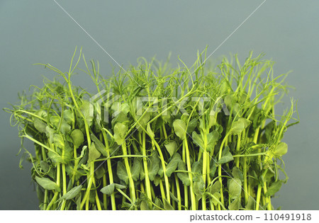 Sprouted pea sprouts. Agriculture and vegetable growing Sprouted pea sprouts. Agriculture and vegetable growing 110491918