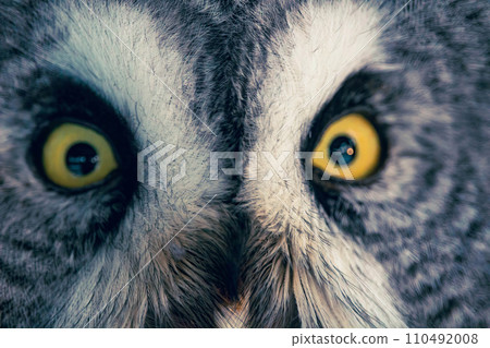 Portrait of Great Grey Owl or Lapland Owl 110492008