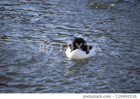 Male common merganser or goosander (mergus merganser) 110492016