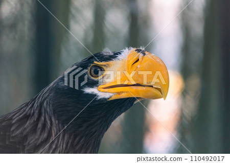Steller's sea-eagle (Haliaeetus pelagicus) 110492017