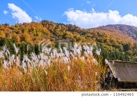 Shirakawa-go, a world heritage site dyed in autumn colors, Shirakawa-mura, Gifu Prefecture 110492463