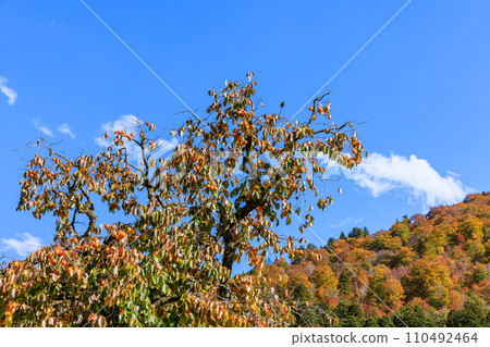Shirakawa-go, a world heritage site dyed in autumn colors, Shirakawa-mura, Gifu Prefecture 110492464
