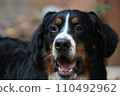 large dog staring 110492962