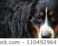 big black dog face 110492964