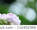 Hydrangea wet in the rain 110492966