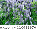 wisteria flowers in full bloom 110492970