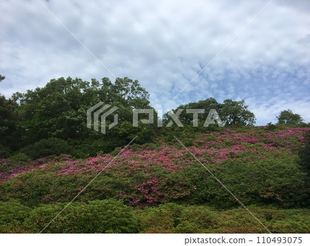 伊豆小室山公園杜鵑花盛開 伊豆小室山公園杜鵑花盛開 110493075