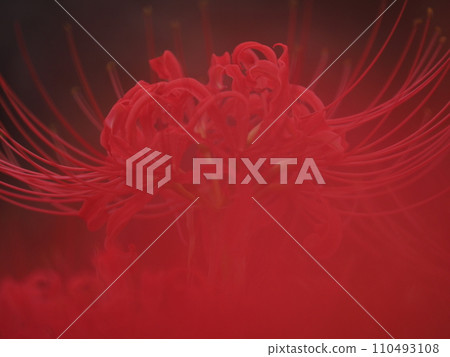 red spider lily 110493108