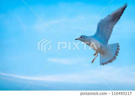 majestic seagull in full flight, wings outstretched, against a soft blue sky, majestic seagull in full flight, wings outstretched, against a soft blue sky, 110493217