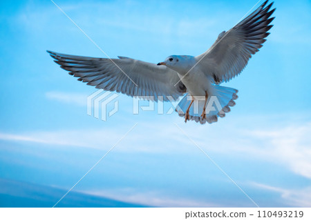 majestic seagull in full flight, wings outstretched, against a soft blue sky, majestic seagull in full flight, wings outstretched, against a soft blue sky, 110493219