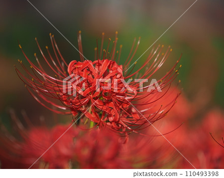 妖媚 妖媚 110493398