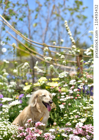 坐在花田裡的臘腸犬 坐在花田裡的臘腸犬 110493432