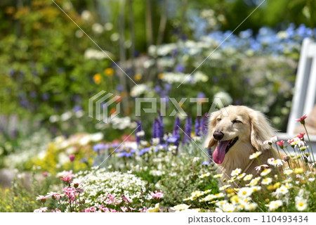 坐在花田裡的臘腸犬 坐在花田裡的臘腸犬 110493434