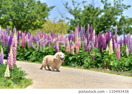 行走在羽扇豆田裡的臘腸犬 行走在羽扇豆田裡的臘腸犬 110493436