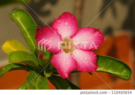 Close-up beautiful pink Adenium obesum is also known as the Desert Rose. It is blooming and there are drops of water on the flowers after rain in garden. 110493654
