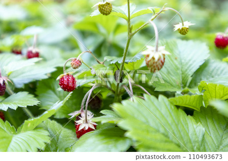 Wild strawberry 110493673