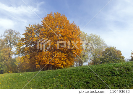 multicolored yellowing maple foliage during leaf fall 110493683