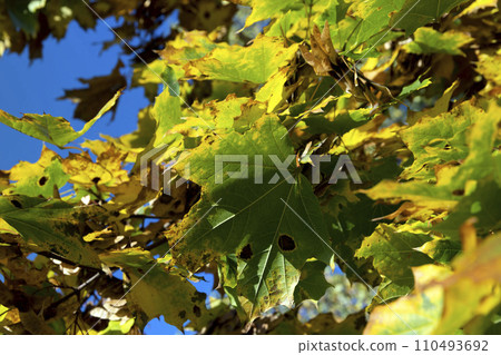 Maple tree foliage in autumn 110493692
