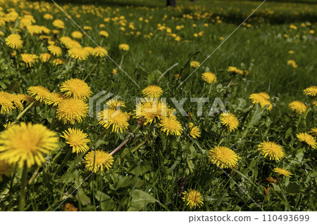 spring dandelion flowers during flowering spring dandelion flowers during flowering 110493699