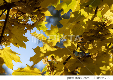 Maple tree during the autumn season Maple tree during the autumn season 110493700