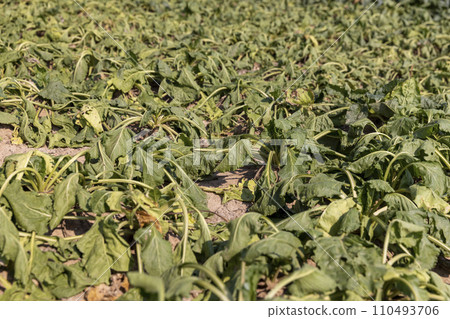 a field with withered beets during heat and drought a field with withered beets during heat and drought 110493706