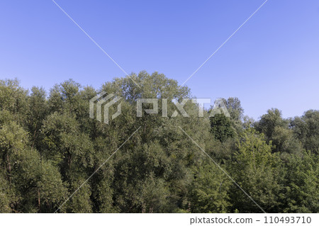 mixed forest with trees of different species in the summer season 110493710