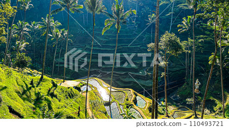 印尼德格拉朗梯田美麗的梯田 110493721