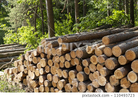 sawn and stacked pine logs in the forest during logging 110493723