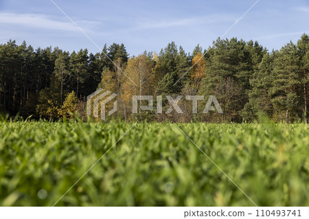 cereal growing business in eastern europe 110493741